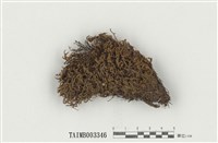 藏品(砂苔屬)的圖片